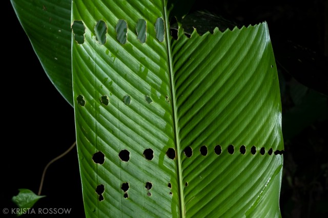 08-krista-rossow-peru-amazon-leaf-holes