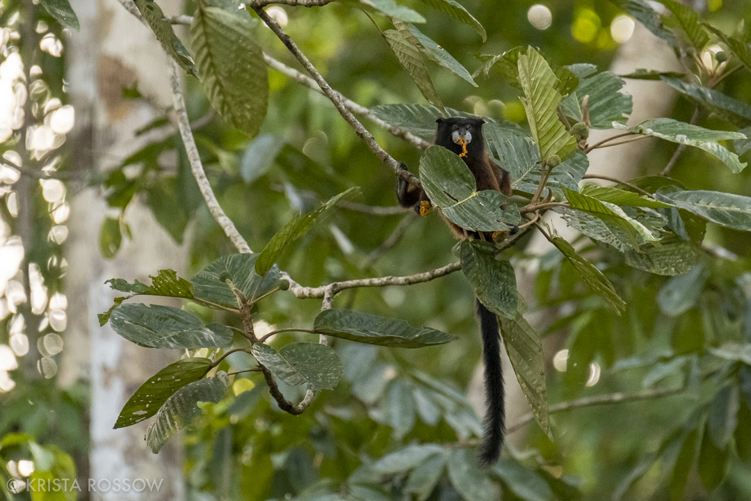 09-krista-rossow-peru-amazon-tamarind