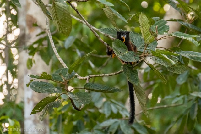 09-krista-rossow-peru-amazon-tamarind