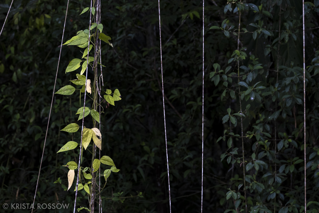 10-krista-rossow-peru-amazon-vines