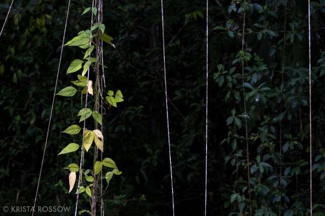 10-krista-rossow-peru-amazon-vines