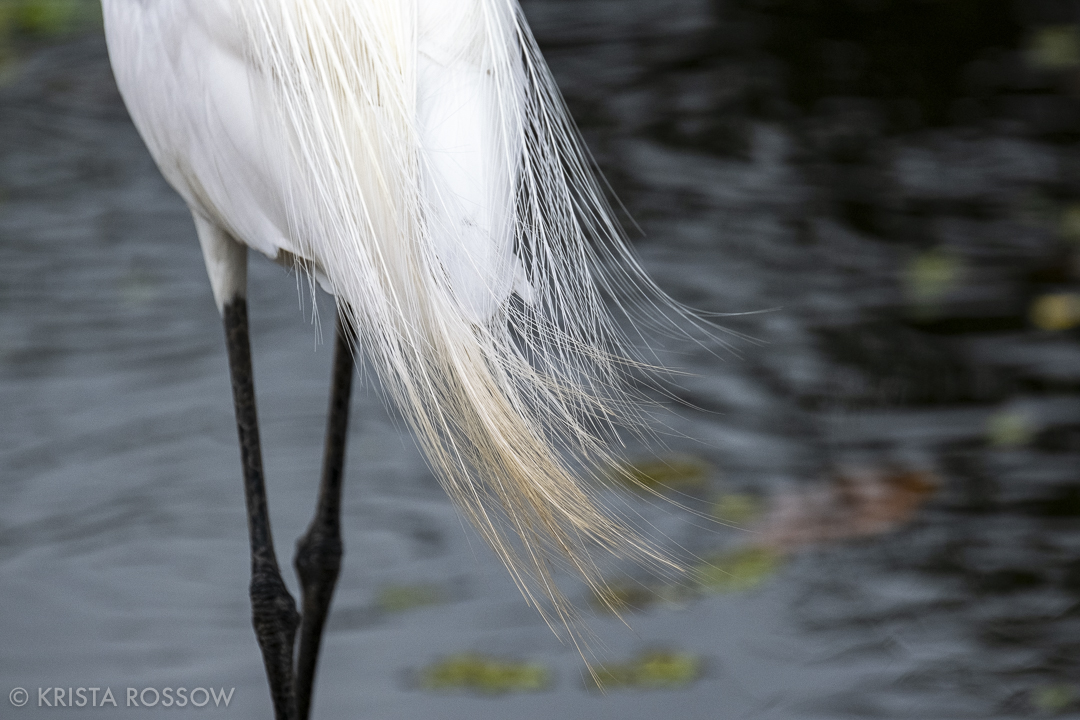 12-krista-rossow-peru-amazon-feathers