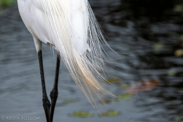 12-krista-rossow-peru-amazon-feathers