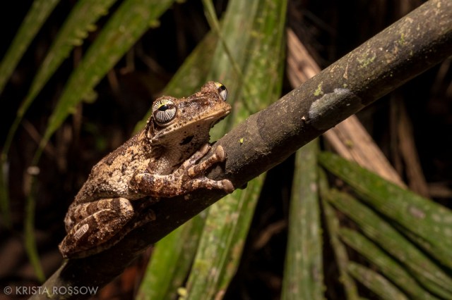 14-krista-rossow-peru-amazon-frog