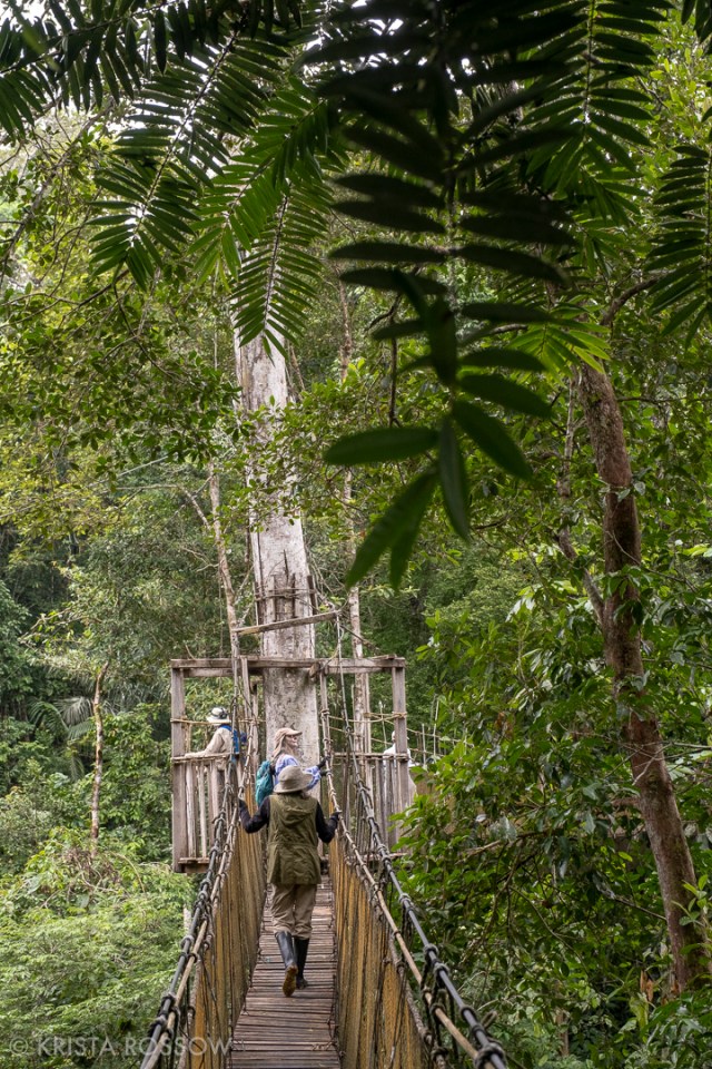 15-krista-rossow-peru-amazon-canopy-walk