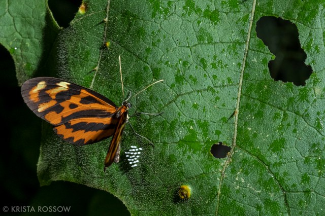 16-krista-rossow-peru-amazon-butterfly-eggs