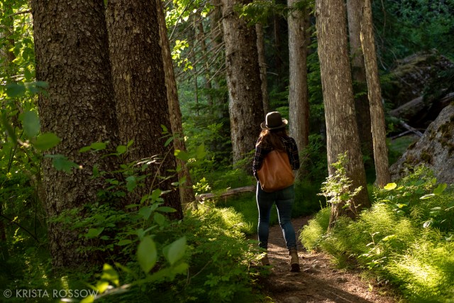 Scene from the Cheakamus Lake Trail in Whistler, British Columbia, Canada.