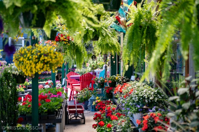 19-Krista-Rossow-Black-Mountain-mellie-macs