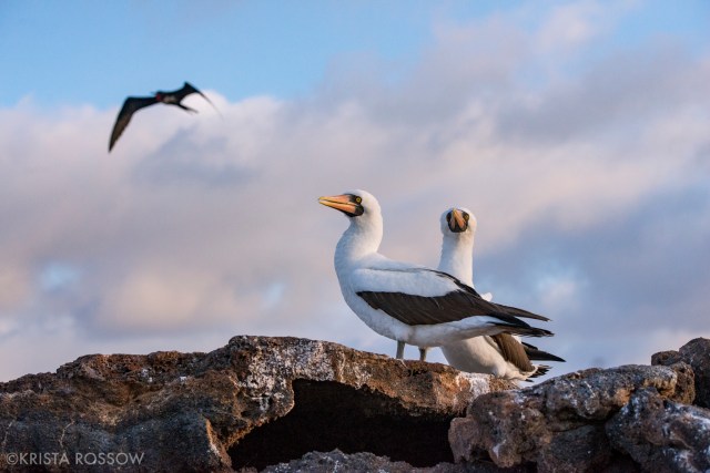 Krista-Rossow-Workshops-Galapagos-Nazca