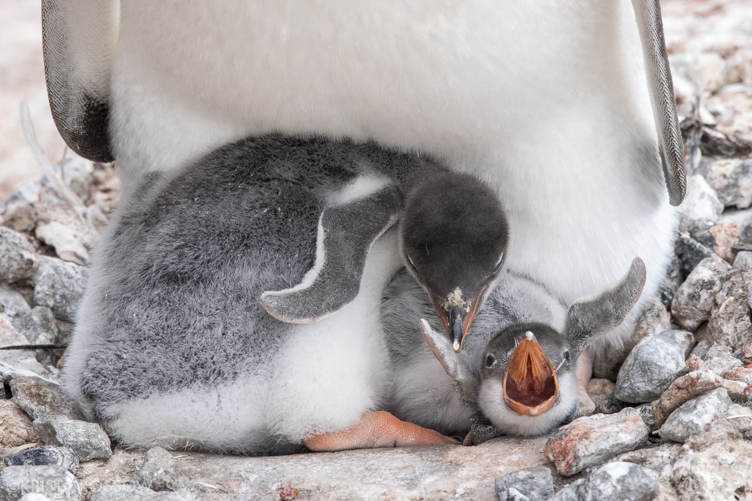 02-Krista-Rossow-baby-animals-penguins-antarctica
