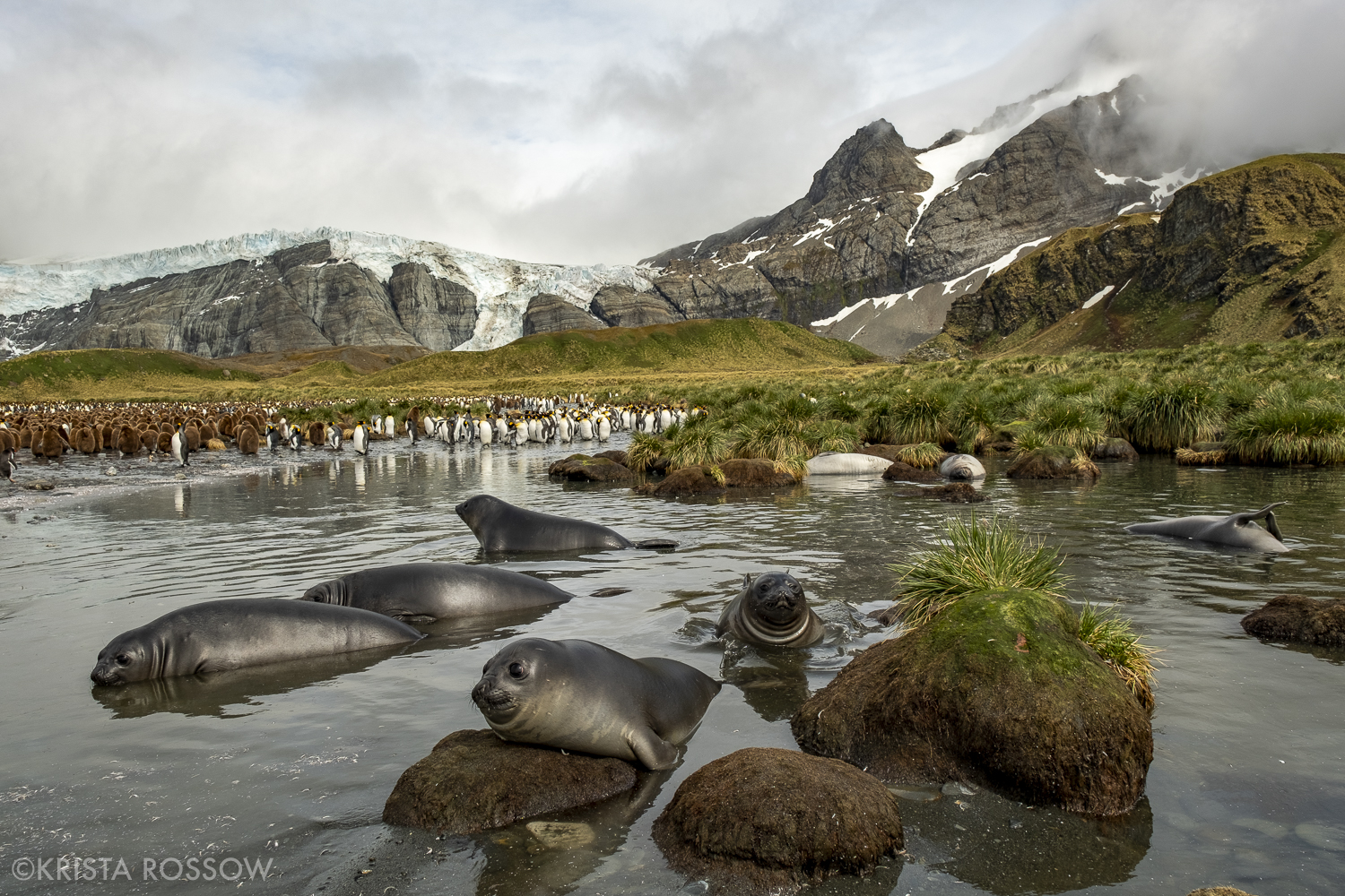 02-Krista-Rossow-South-Georgia-st-andrews-bay