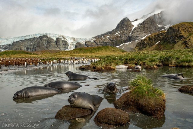 02-Krista-Rossow-South-Georgia-st-andrews-bay