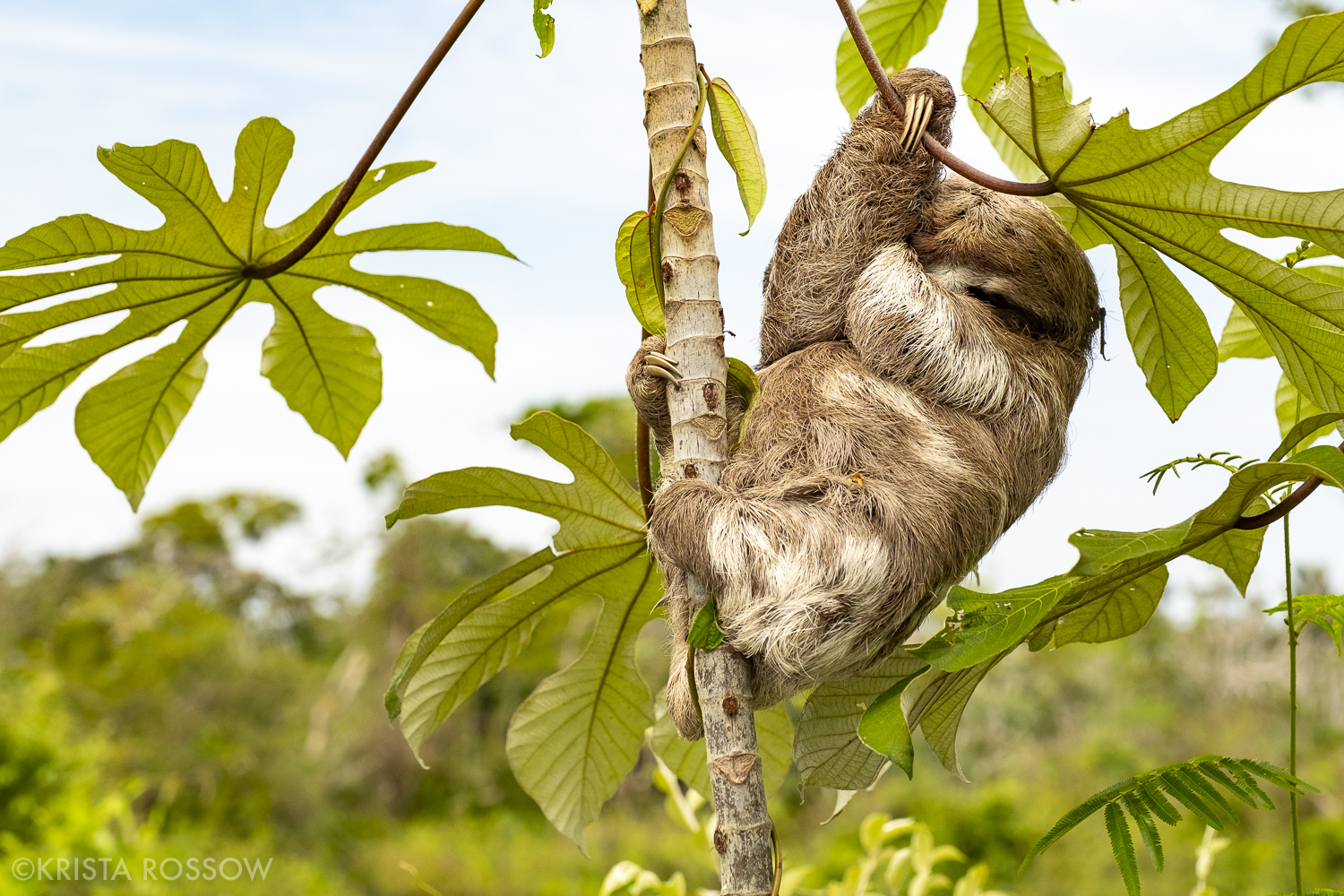 03-Krista-Rossow-baby-animals-sloth-amazon