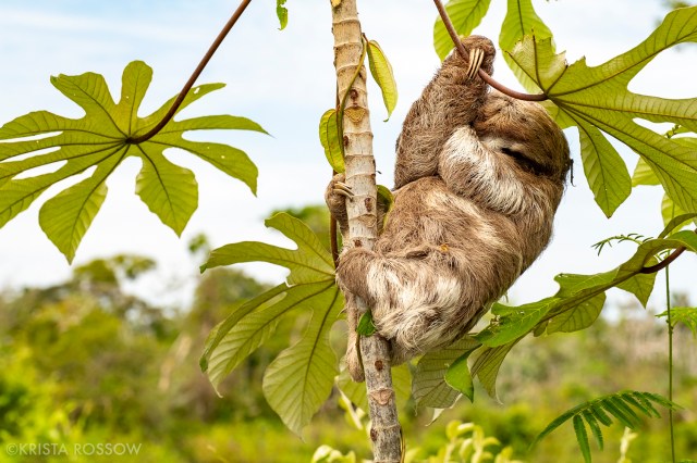 03-Krista-Rossow-baby-animals-sloth-amazon
