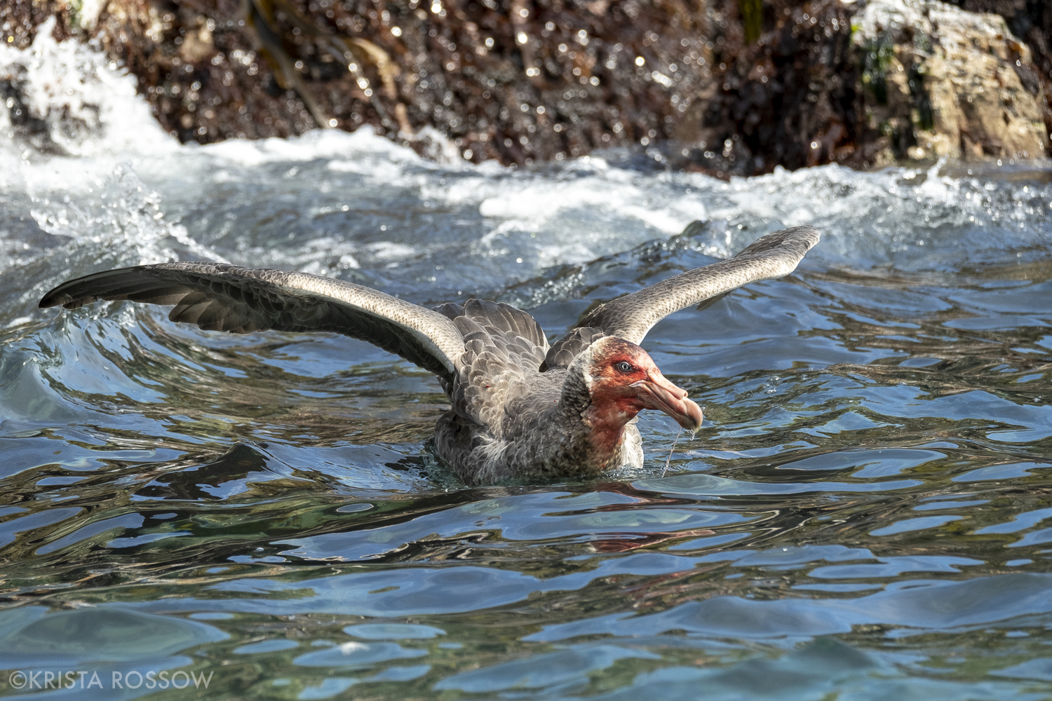 03-Krista-Rossow-South-Georgia-bloody-petrel
