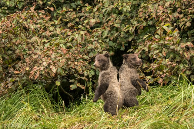 05-Krista-Rossow-baby-animals-bears-alaska