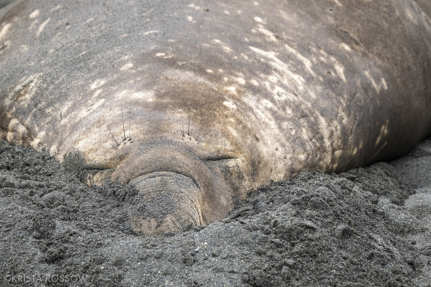 05-Krista-Rossow-South-Georgia-elephant-seal