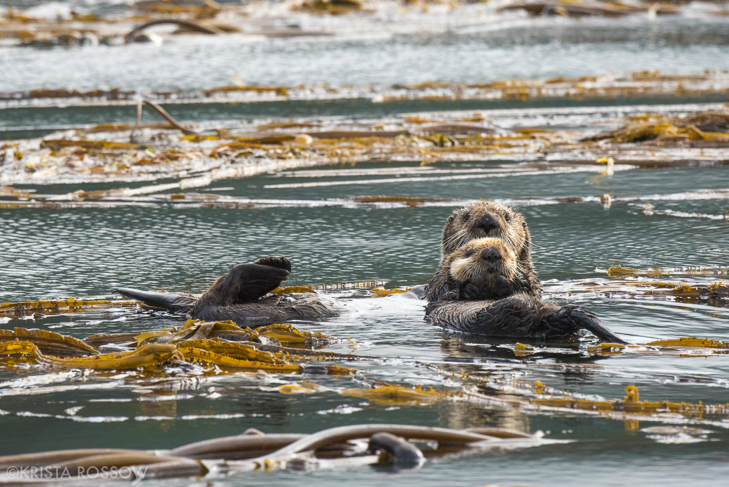 06-Krista-Rossow-baby-animals-sea-otters-alaska