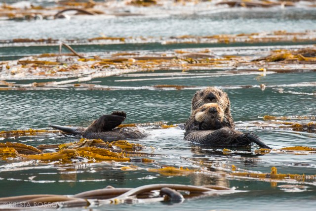 06-Krista-Rossow-baby-animals-sea-otters-alaska