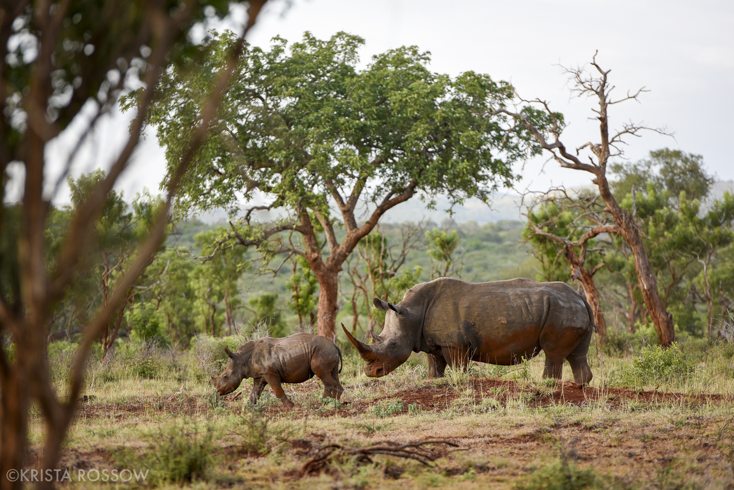 07-Krista-Rossow-baby-animals-rhino-south-africa