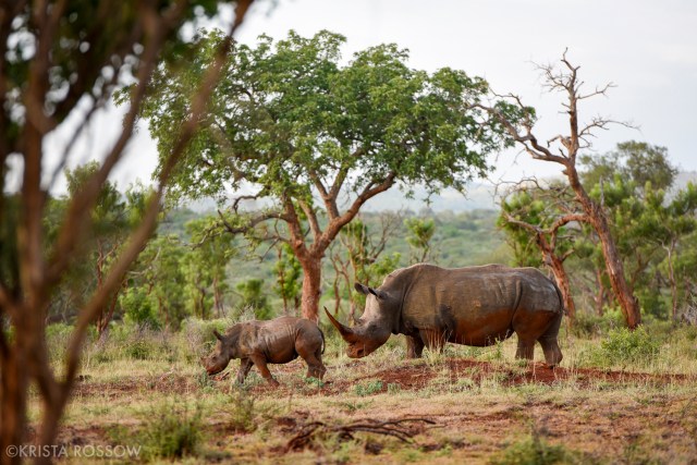 07-Krista-Rossow-baby-animals-rhino-south-africa