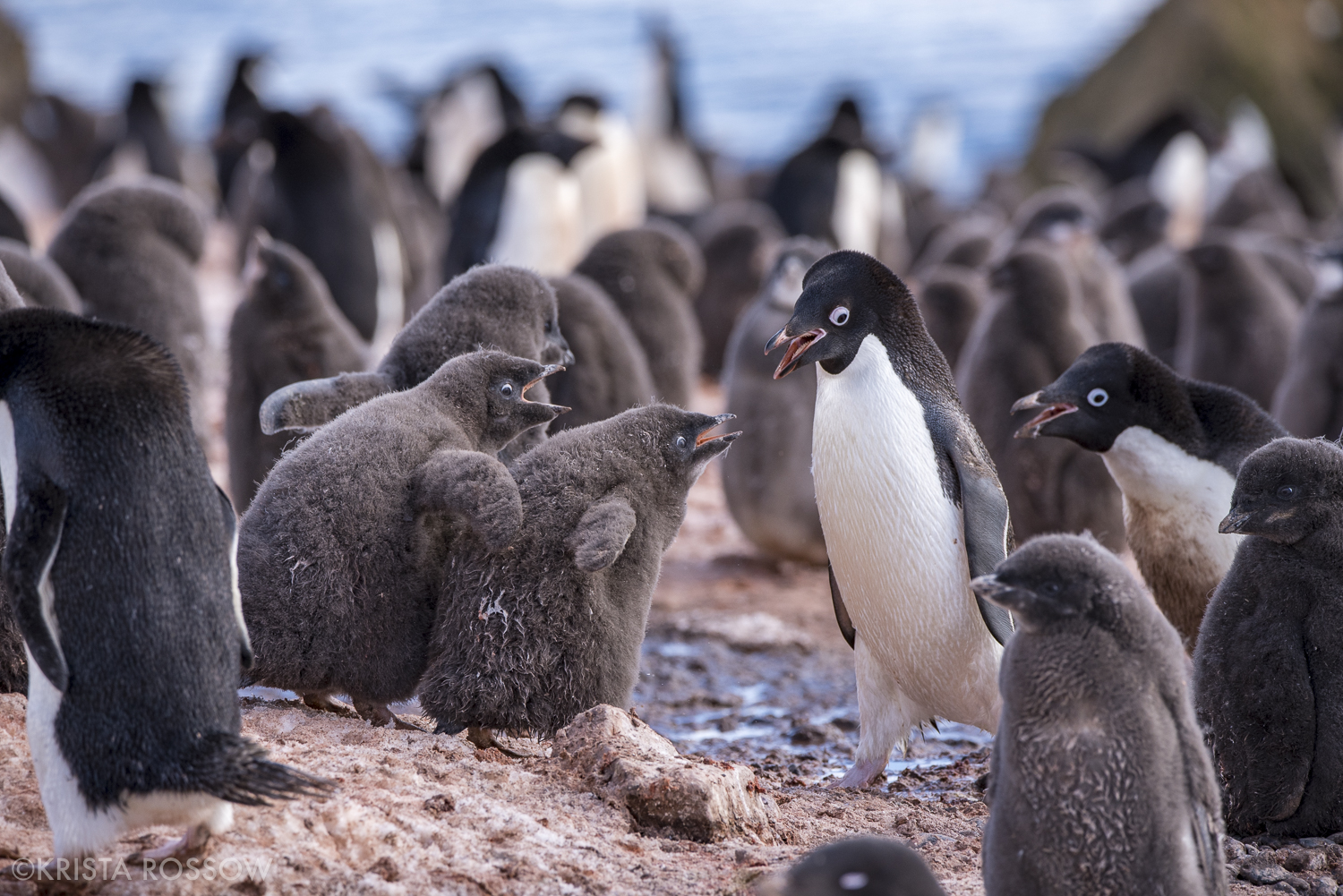 08-Krista-Rossow-baby-animals-adelie-penguins-antarctica