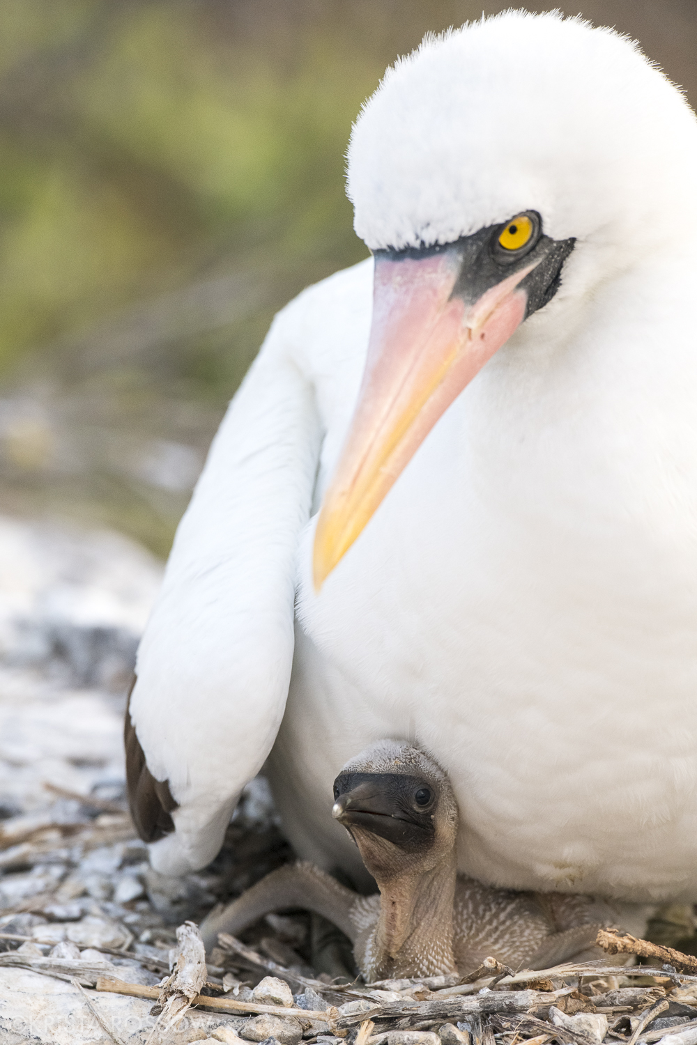 09-Krista-Rossow-baby-animals-nazca-booby-galapagos
