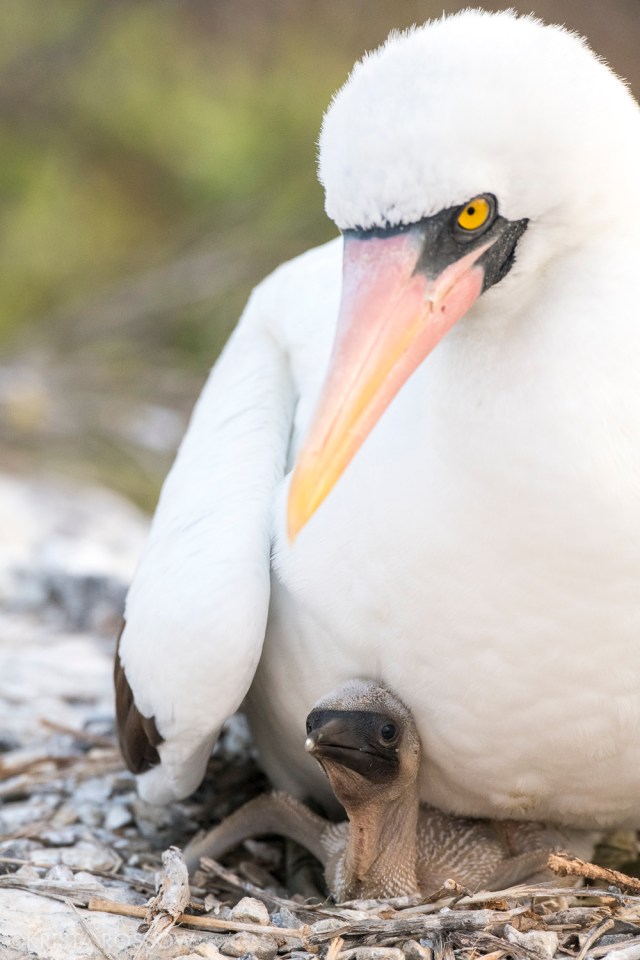 09-Krista-Rossow-baby-animals-nazca-booby-galapagos