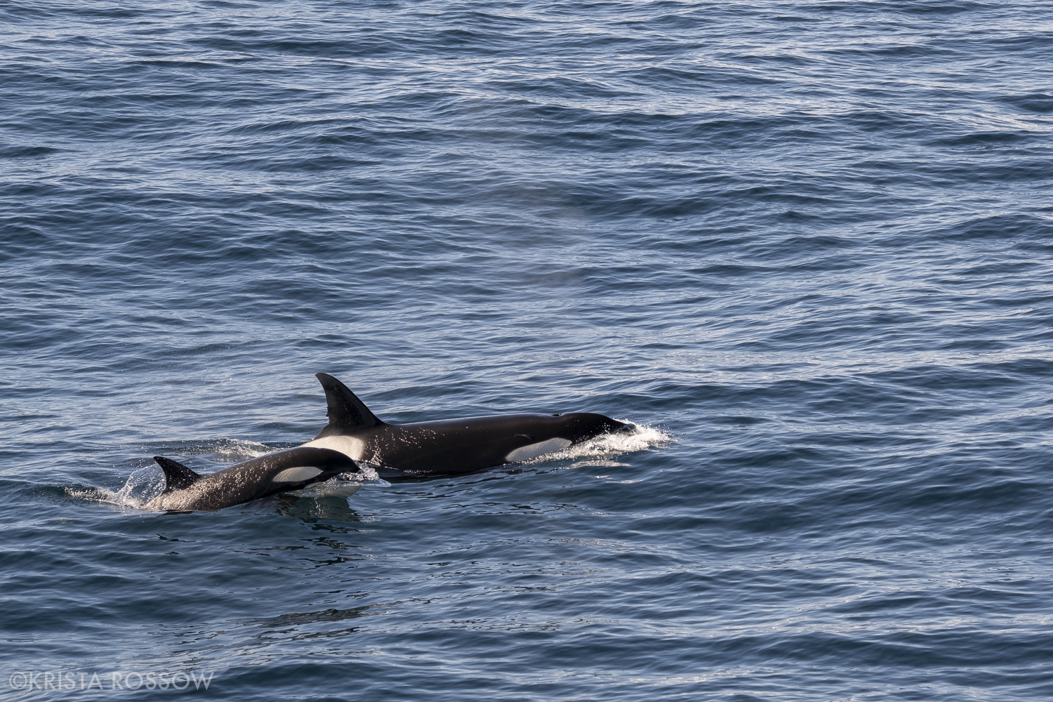 10-Krista-Rossow-baby-animals-orca-british-columbia