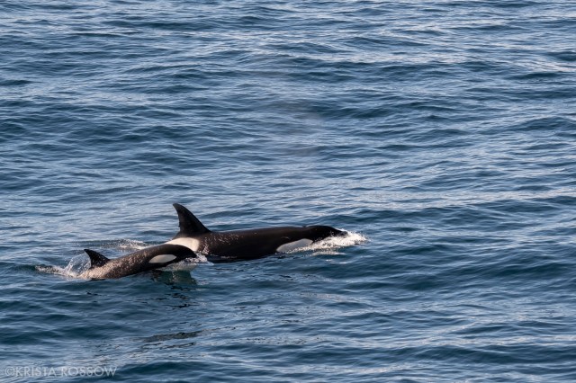 10-Krista-Rossow-baby-animals-orca-british-columbia