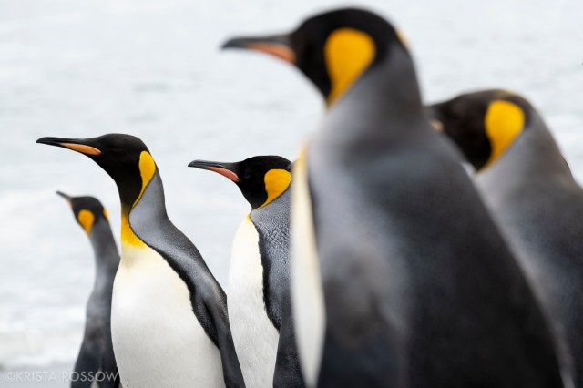 King penguins at Saint Andrews Bay on the north coast of South Georgia Island.