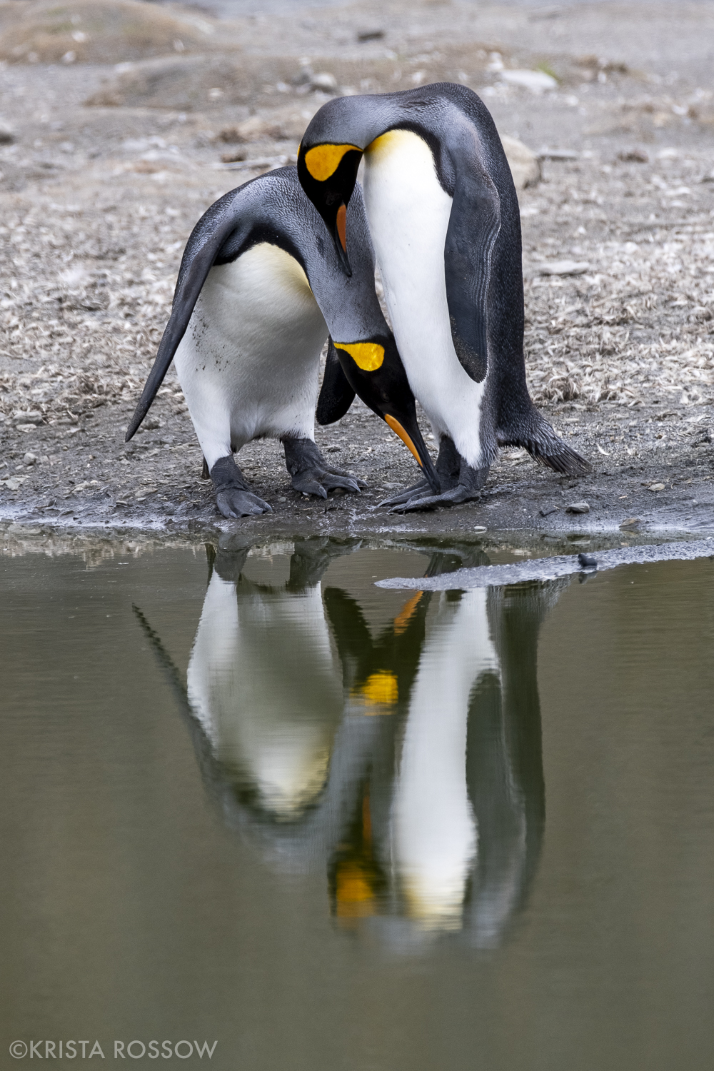 11-Krista-Rossow-South-Georgia-king-penguin-love