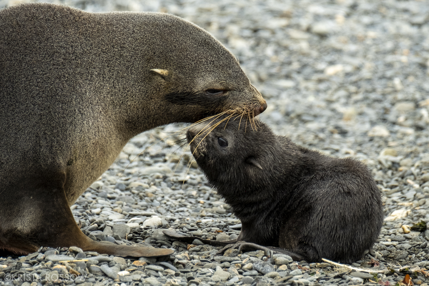 12-Krista-Rossow-baby-animals-fur-seals-south-georgia