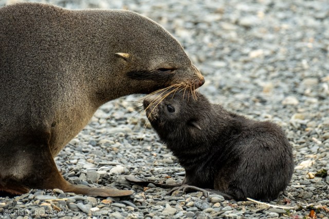 12-Krista-Rossow-baby-animals-fur-seals-south-georgia