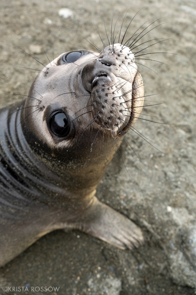 13-Krista-Rossow-baby-animals-elephant-seal-south-georgia