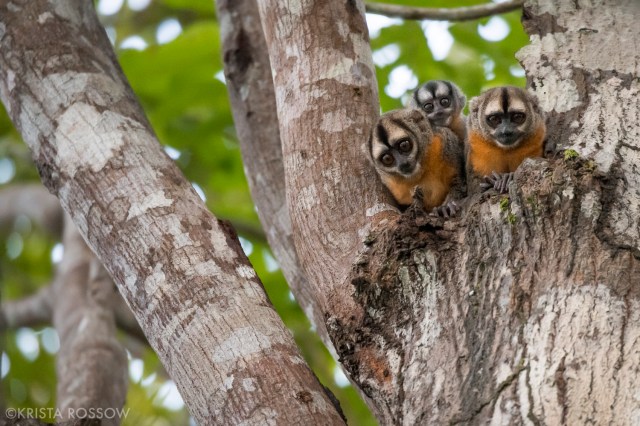 14-Krista-Rossow-baby-animals-night-monkeys-amazon