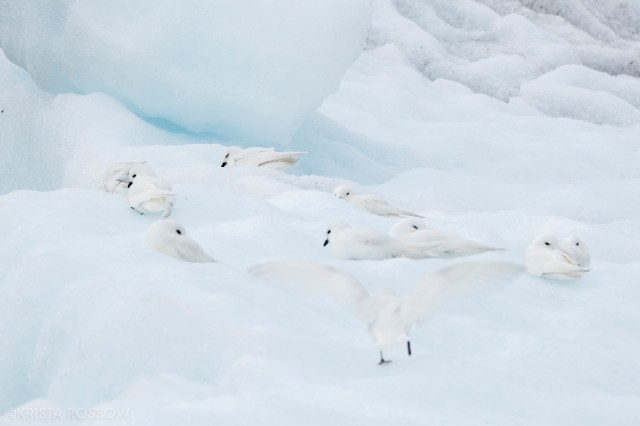14-Krista-Rossow-South-Georgia-snow-petrels