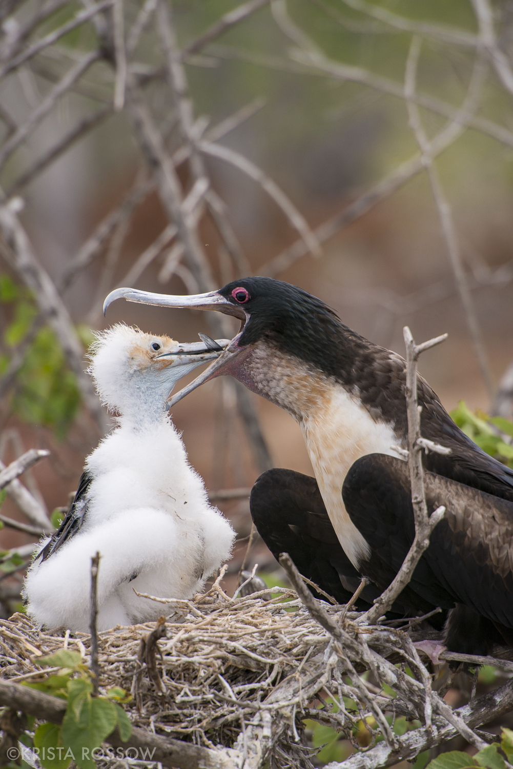 15-Krista-Rossow-baby-animals-frigatebird-galapagos