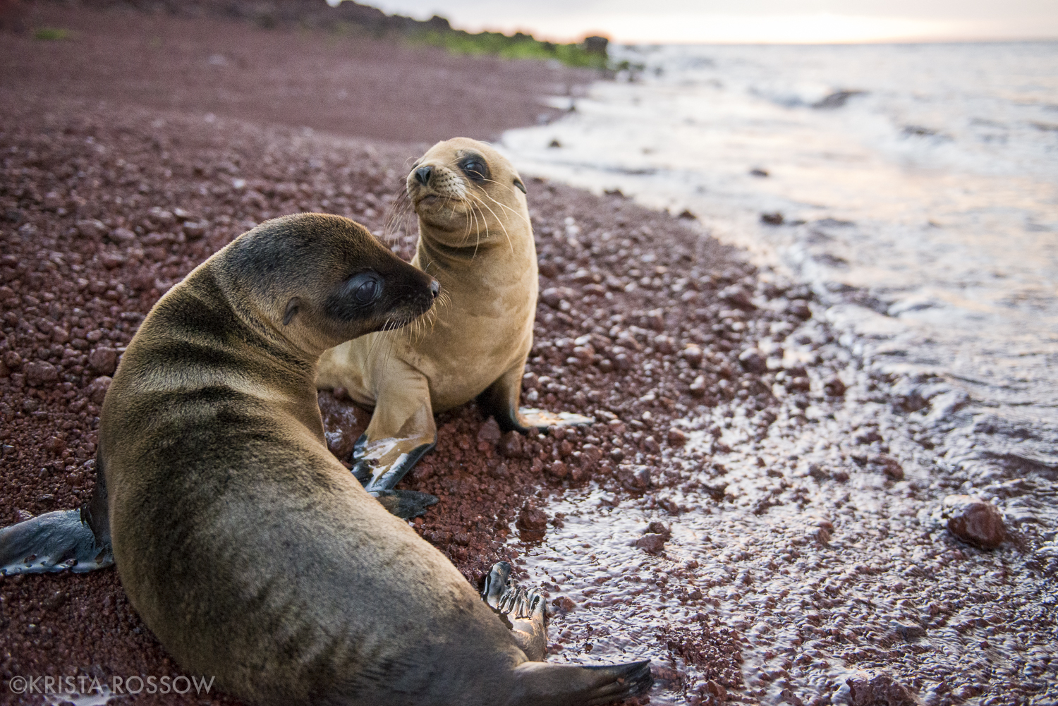 16-Krista-Rossow-baby-animals-sea-lions-rabida