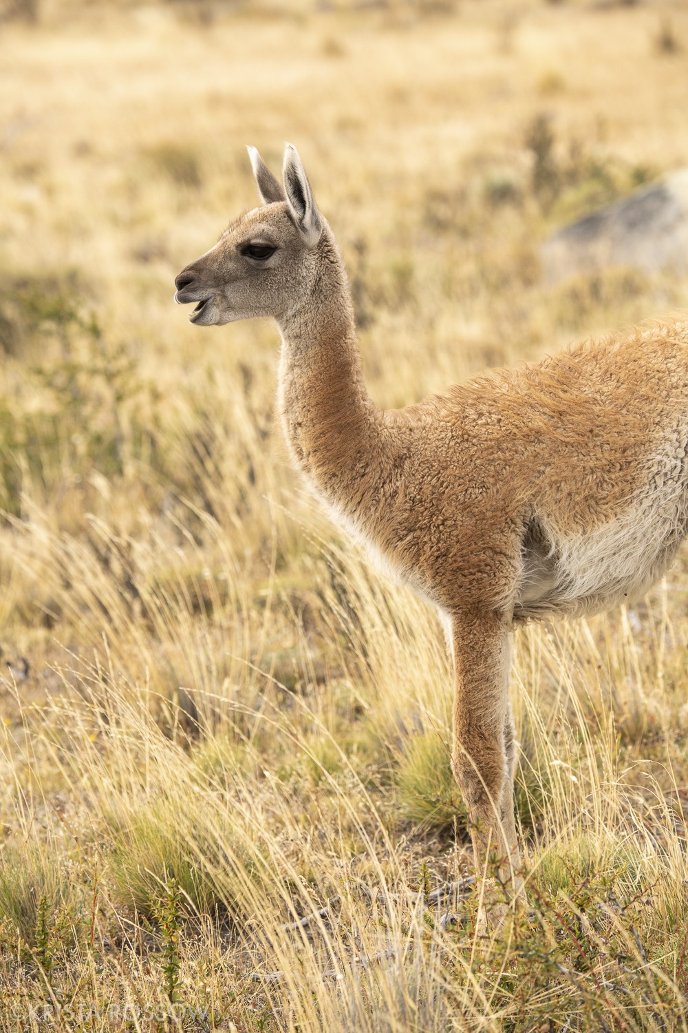 17-Krista-Rossow-baby-animals-vicuna-patagonia