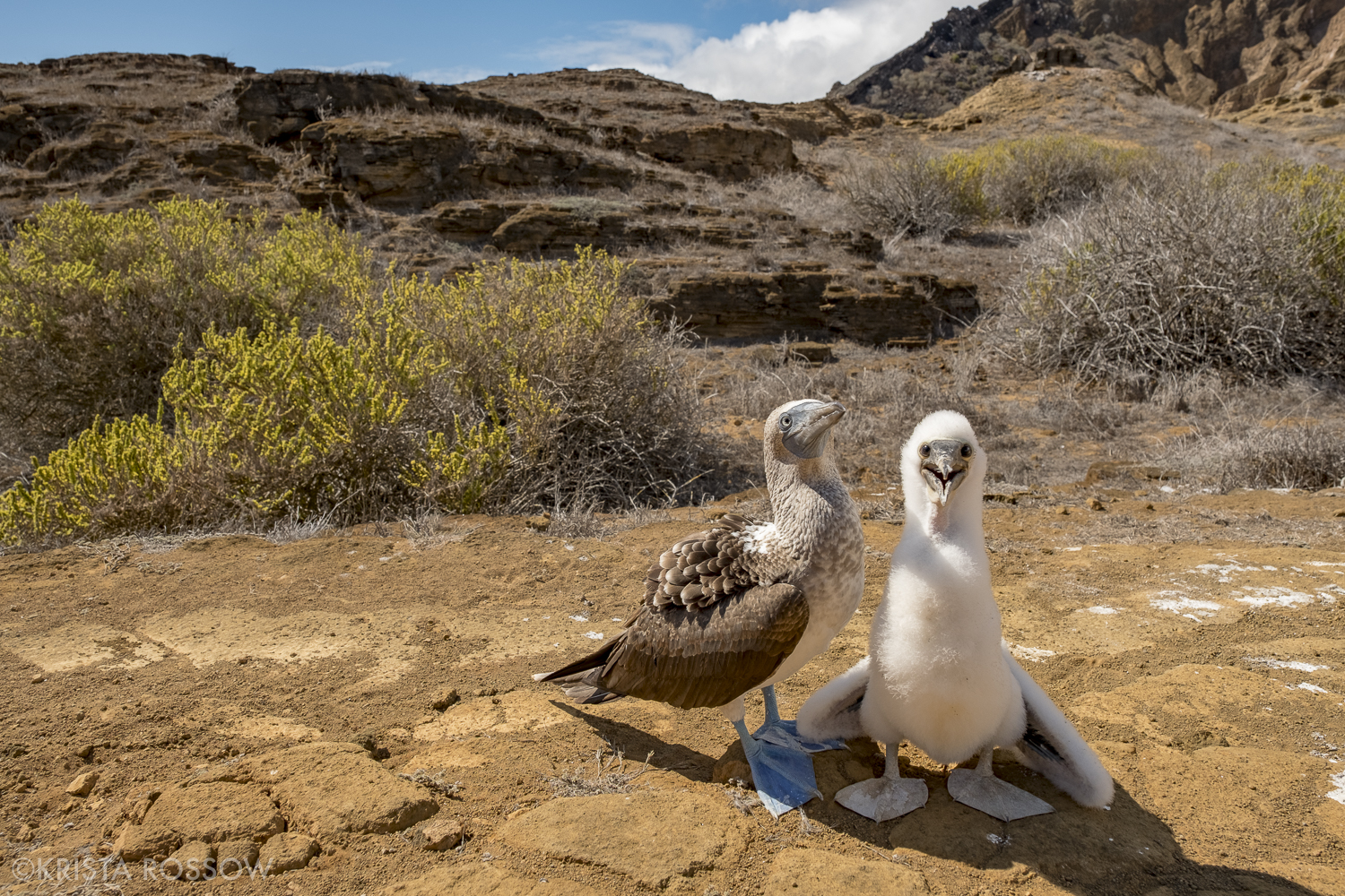 18-Krista-Rossow-baby-animals-blue-footed-boobies