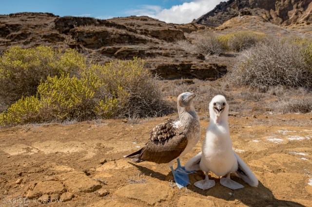 18-Krista-Rossow-baby-animals-blue-footed-boobies