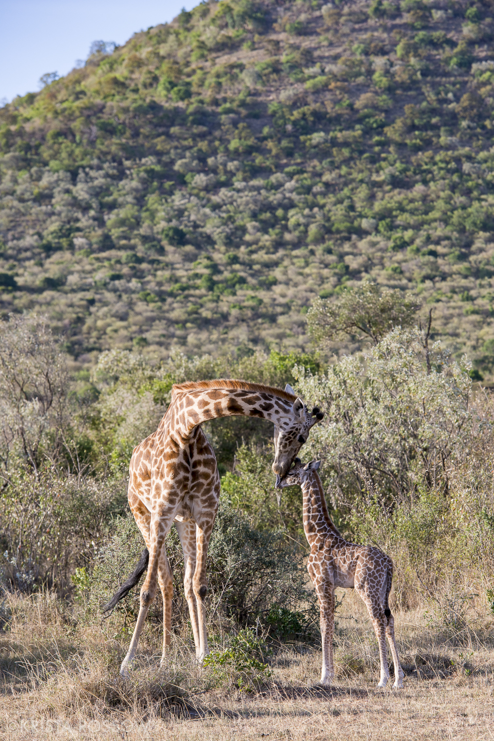 Safari in the Maasai Mara National Reserve in Kenya.