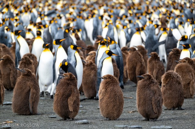 20-Krista-Rossow-baby-animals-king-penguins-south-georgia