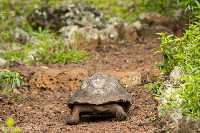 21-Krista-Rossow-baby-animals-tortoise-galapagos